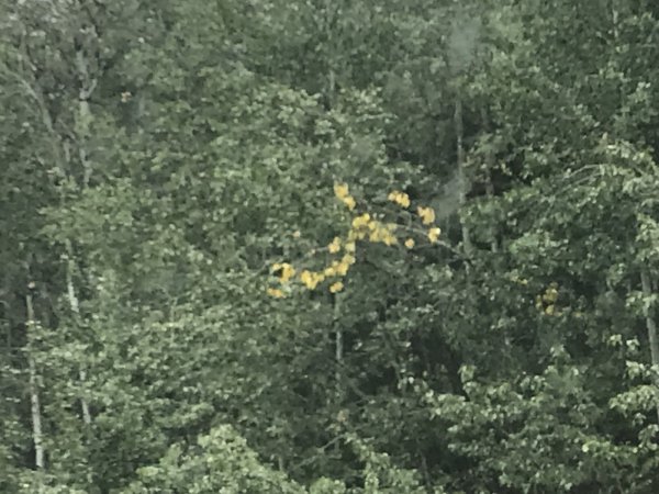075D8493-64B2-4C7B-BABA-418B841DFDC8.jpeg