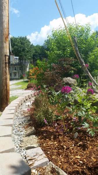 Roadside garden from side 7-14-19.jpg