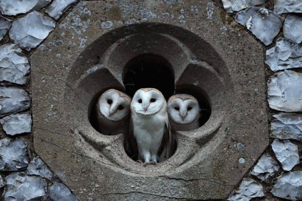 3Owls.jpg