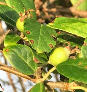 Screen Shot 2019-07-17 at 6.53.24 AM.png