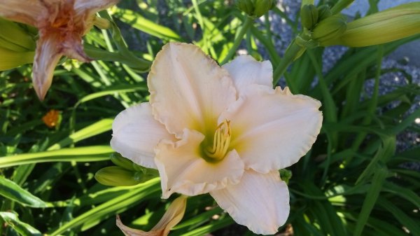 Day lily - peach.jpg