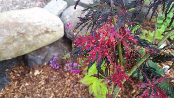 Maple, laceleaf new foliage.jpg