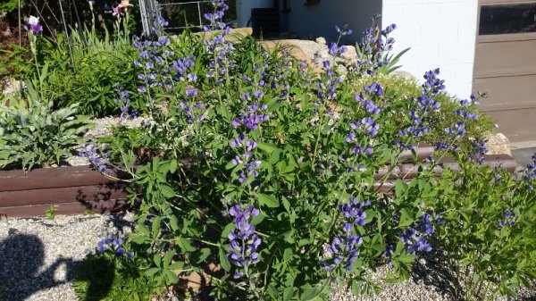 False indigo.jpg