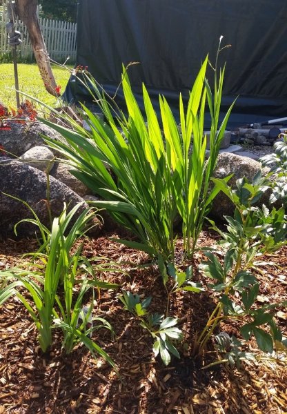 Crocosmia Lucife plant roadside garden.jpg