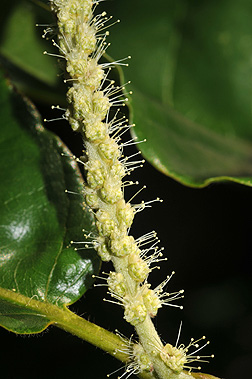 flower1.jpg