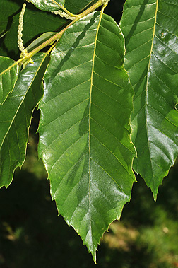 leaf1.jpg