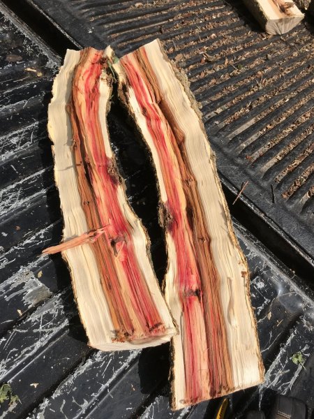 red elm fresh split.jpg