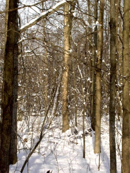 White ash tree 1-3-08.JPG