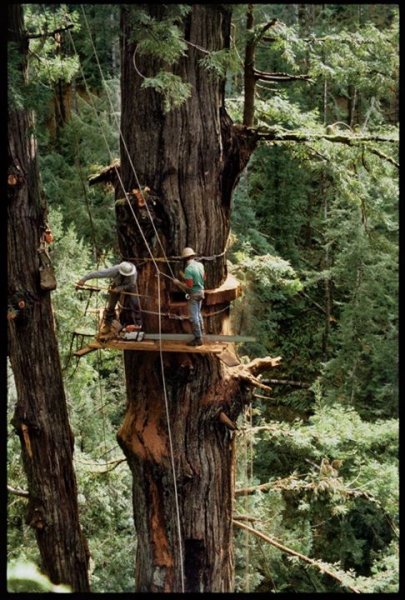 stihl 090 redwood northern ca 1984 150 feet up pic 1.jpg