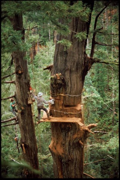 stihl 090 redwood northern ca 1984 150 feet up pic 2.jpg