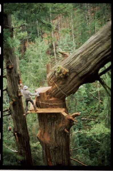 stihl 090 redwood northern ca 1984 150 feet up pic 3.jpg