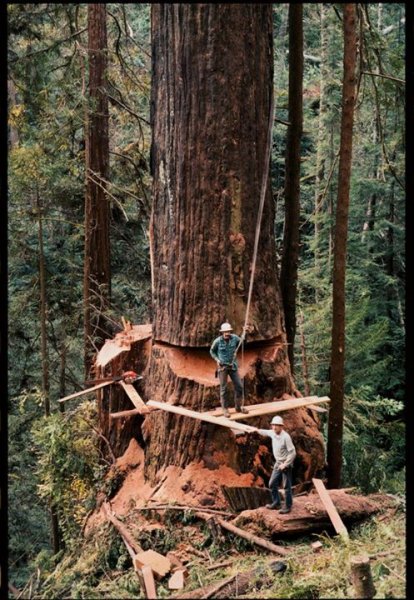 stihl 090 redwood northern ca 1984 150 feet up pic 4.jpg