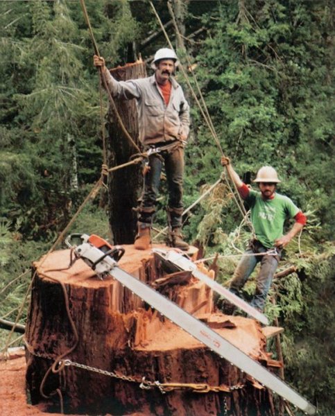 stihl 090 redwood northern ca 1984 150 feet up.jpg