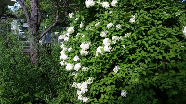 Hydrangea tree in bloom-2.jpg