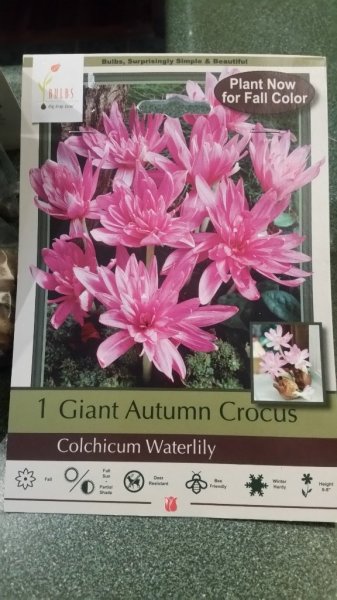 Crocus - Giant Autumn label in roadside garden by sedum.jpg