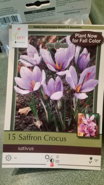 Crocus - Saffron label small bulbs in planter.jpg