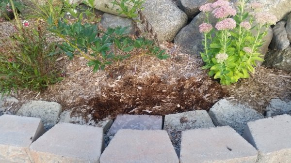 crucus - giant planted by sedum (no growth).jpg