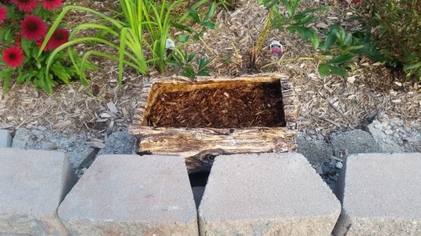 Crocus - Saffron in planter (no growth).jpg