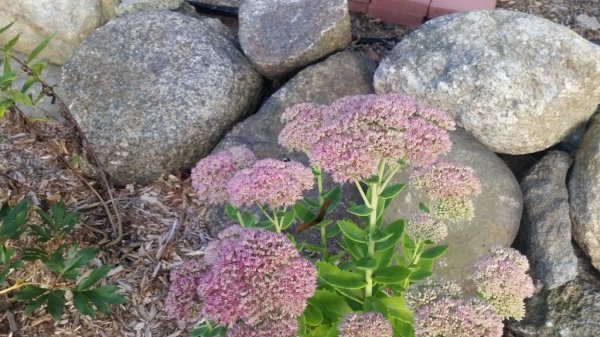 Sedum - Autumn Fire blushing more 8-27.jpg