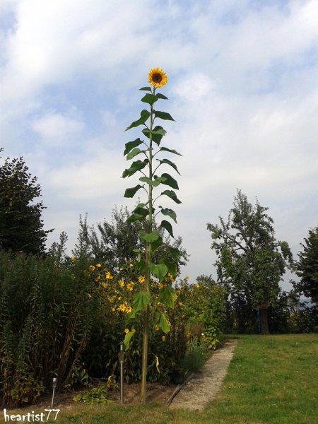 AnkeSunflower.jpg