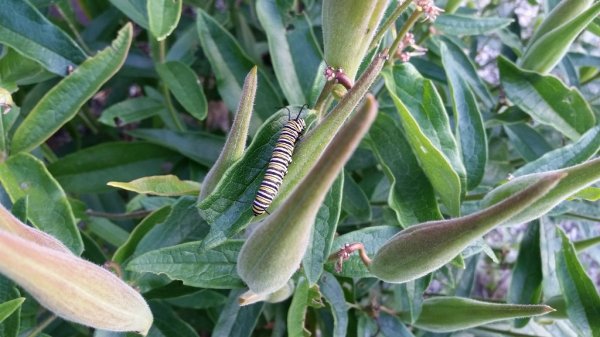 Caterpiller on Butterfly Weed.jpg
