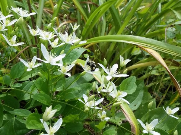 clemantis autumn with bee and pollen.jpg