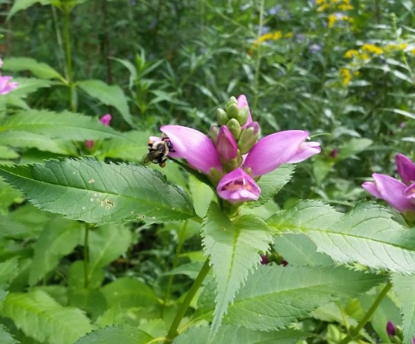 Turtlehead flowers with bee and pollen.jpg