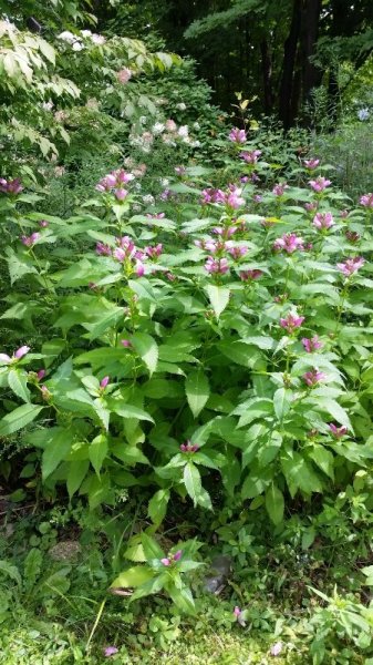 Turtlehead flowers.jpg