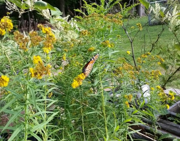 monarch butterfly 9-3.jpg