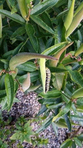 monarch caterpiller 9-3.jpg