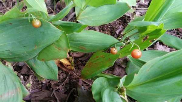 Lily of the Valley berries.jpg