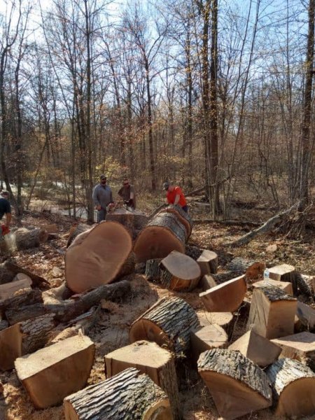 Big oak in Straits.jpg