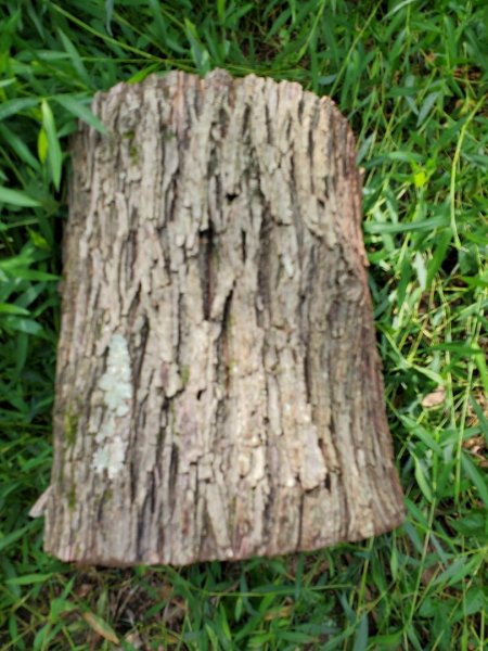 wood 2.jpg