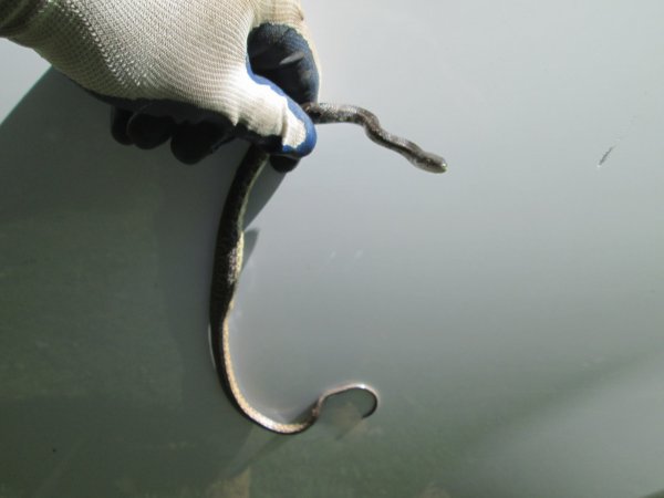 IMG_0874.JPG