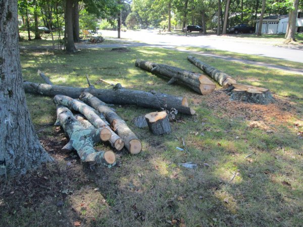 red maple firewood