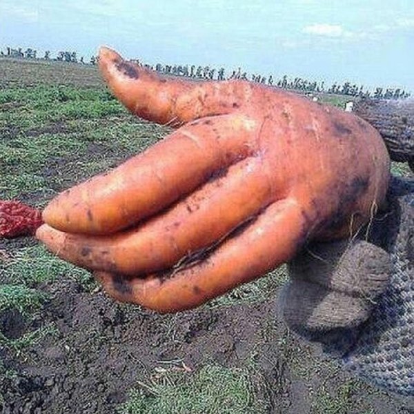 SweetPotatoHand.jpg