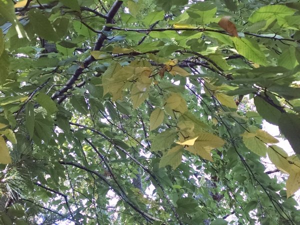 IMG_20190928_095339043.jpg