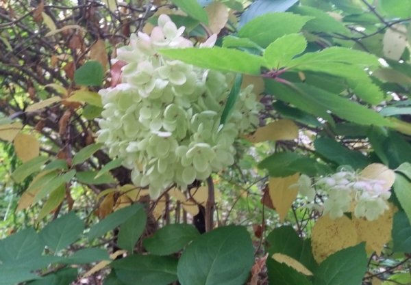 Hydrangea tree back side green bloom 9-28.jpg