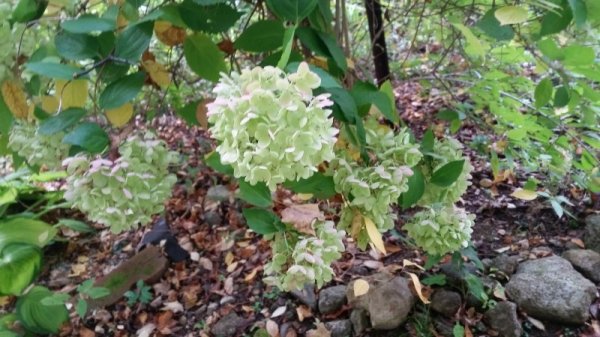 Hydrangea tree back side green blooms 9-28.jpg