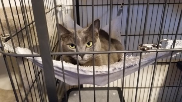 Rainey soaking up pellet stove air flow.jpg