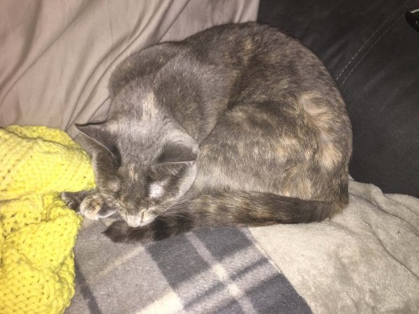 5 Oct 2019 Gizmo (was Glasses).JPG