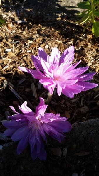 Crocus Giant Autumn after first fronst.jpg