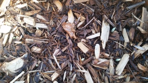 Crocus Saffron fall shoots 10-5-19.jpg