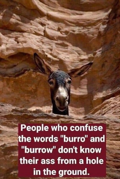 Burro.jpg