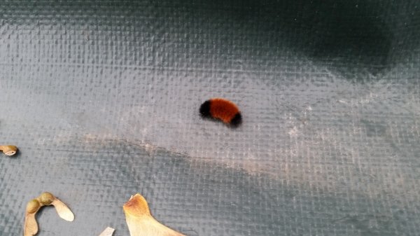 Wooly Bear caterpillar.jpg