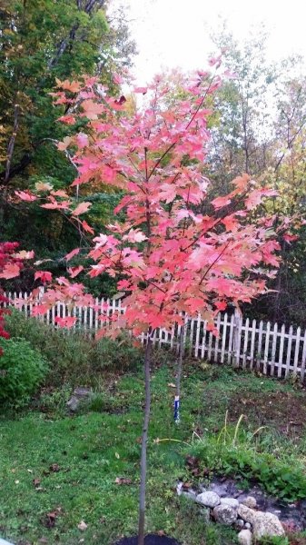 Maple Autumn Blaze 10-8-19-1.jpg