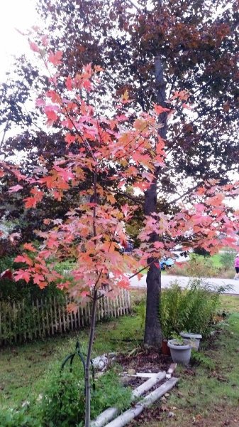 Maple Autumn Blaze 10-8-19-2.jpg