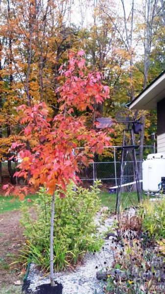 Maple Burgundy Bell 10-8-19 - 1.jpg