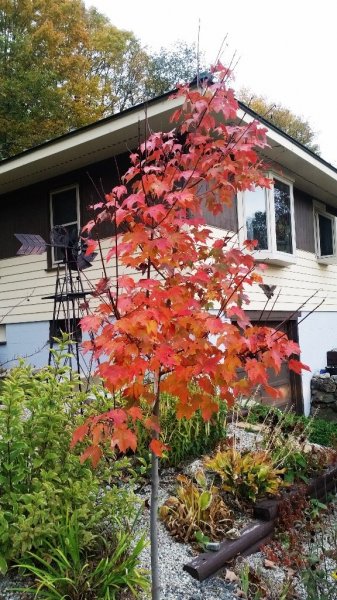 Maple Burgundy Bell 10-8-19 - 2.jpg