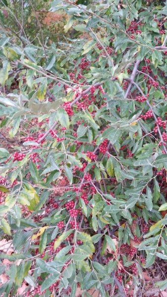 Rissian Olive Berries in Peterborough.jpg